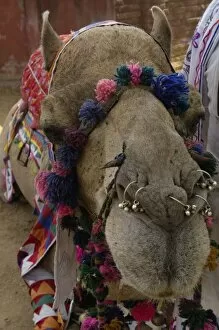 Decorated One-humped Arabian or Dromedary camel (Camelus dromedaries). Rajasthan. INDIA