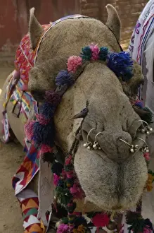 Tassel Prints: Decorated One-humped Arabian or Dromedary camel (Camelus dromedaries). Rajasthan. INDIA
