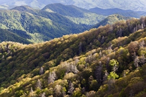 Appalachian Prints: Deep Creek Valley in early spring, Great Smoky Mountains National Park, North Carolina