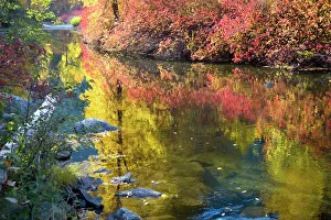Golden Prints: Deep Fall Colors Wenatchee River Stevens Pass Leavenworth Washington