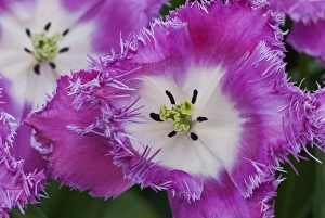 Deep pink and white tulips