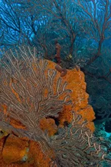 Images Dated 7th May 2004: Deep Water Sea Fan (Iciligorgia schrammi) & encrusting Orange Sponge (Diplastrella sp