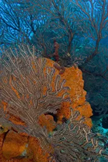 Barrier Reef Prints: Deep Water Sea Fan (Iciligorgia schrammi) & encrusting Orange Sponge (Diplastrella sp