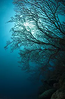 Barrier Reef Prints: Deepwater Sea Fan (Iciligorgia schrammi) Coral Reef Island, Belize Barrier Reef