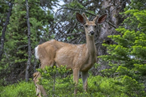 Deer in the Assiniboine Park, Canada