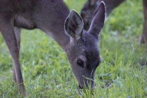 Cervidae Prints: Deer grazing in grass on Monterey Peninsula, CAlifornia