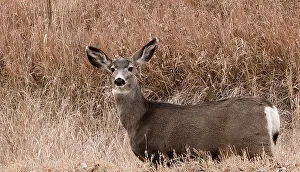 Eye Contact Prints: Deer looking at camera