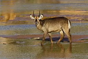 Images Dated 15th July 2005: Defassa Waterbuck, Kobus defassa, Samburu Game Reserve, Kenya
