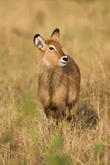 Defassa Waterbuck is a subspecies (Kobus ellipsiprymnus defassa) of the waterbuck