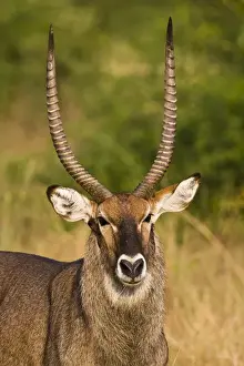 National Prints: Defassa Waterbuck is a subspecies (Kobus ellipsiprymnus defassa) of the waterbuck