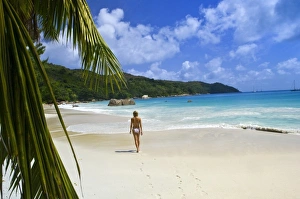Images Dated 6th July 2006: Delphine on Anse Lazio beach (MR)