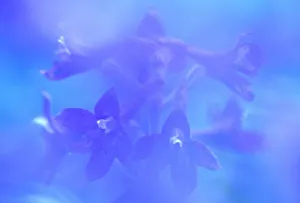 Delphinium Prints: Delphinium closeup