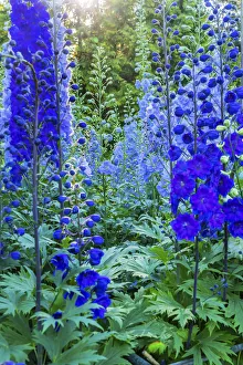 Delphinium larkspur, VanDusen Botanical Garden, Vancouver #19028689 Delphinium larkspur, VanDusen Botanical Garden, Vancouver #19028689