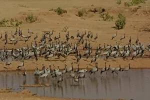 Images Dated 6th November 2006: Demoiselle cranes (Grus virgo) standing at 76cm a smallish gray crane with black head