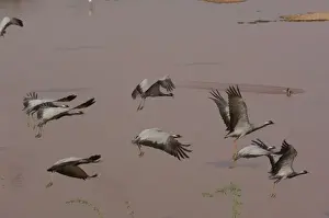 Images Dated 6th November 2006: Demoiselle cranes (Grus virgo) standing at 76cm a smallish gray crane with black head