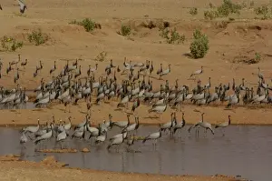 Migrate Prints: Demoiselle cranes (Grus virgo) standing at 76cm a smallish gray crane with black head