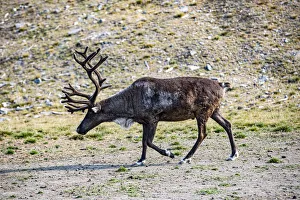 Prints of Denali, Alaska, Reindeer, large antlers, caribou Images Dated 2020 March: Denali, Alaska, Reindeer, large antlers, caribou