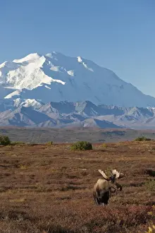 Denali National Park, Alaska, a bull moose stands on a brilliant carpet of fall foliage