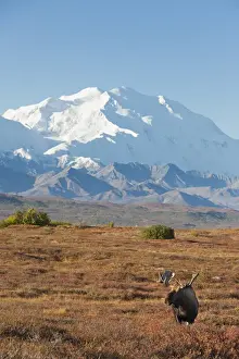 Images Dated 29th August 2011: Denali National Park, Alaska, a bull moose stands on a brilliant carpet of fall foliage