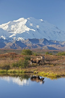 Images Dated 29th August 2011: Denali National Park, Alaska, Mt. McKinley towers behind a bull moose reflected in