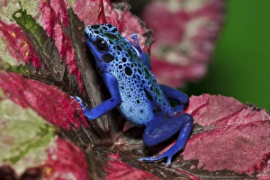 Images Dated 6th November 2010: Dendrobates azureus or D. tinctorius recently, Surinam