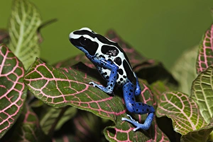 Dendrobates tinctorius oyapok