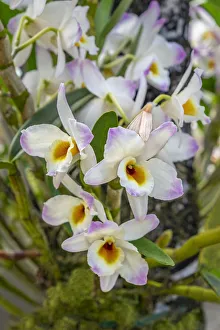 Dendrobium Orchid