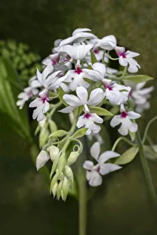 Dendrobium Orchid