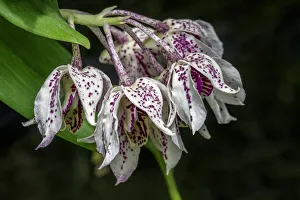 Images Dated 22nd January 2021: Dendrobium Roy Tokunaga orchid