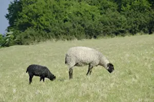 Lamb Prints: Denmark, Island of Bornholm. Hammershus Castle grounds, black-faced sheep in field