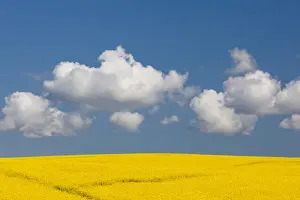 Images Dated 15th May 2015: Denmark, Jutland, Odum, rapeseed field, springtime