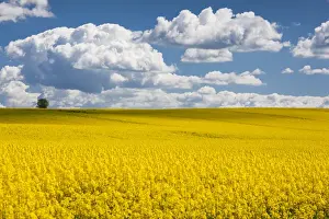 Images Dated 15th May 2015: Denmark, Jutland, Odum, rapeseed field, springtime
