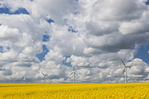 Denmark Collection: Denmark, Jutland, Odum, rapeseed field and windmills, springtime