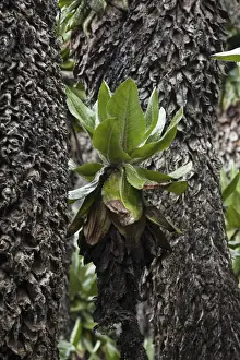 Asteraceae Prints: Dense forest of Giant Groundsel