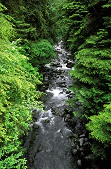 Brook Prints: Dense forest along Howe Creek in the Quinault Rain Forest, Olympic National Park