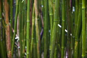 Pipiwai Trail Prints: Dense growth of bamboo stalks in a bamboo forest - Haleakala National Park, Maui