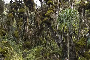 Gigantism Prints: Dense Rain forest of Giant Heather trees with lichen and mosses and Giant lobelias