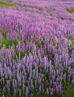 Inspirational Prints: Dense spring meadow of riverbank lupine (Lupinus rivularis)in evening light; Bald