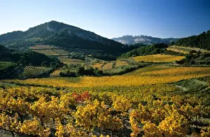 Cultivation Prints: Dentelles de Montmirail; Cote-du-Rhone vineyards; Vaucluse; Provence; France