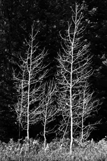 Landscape Prints: Denuded aspens, Wenatchee National Forest, White River Area, Washington State, USA