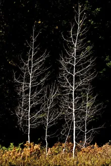 Denuded aspens, White River Area, Wenatchee National Forest, Washington State, USA Denuded aspens, White River Area, Wenatchee National Forest, Washington State, USA