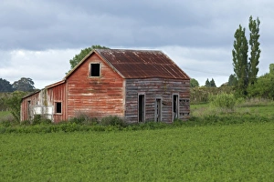 Wairarapa Prints: Derelict Building, Greytown, Wairarapa, North Island, New Zealand