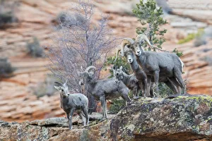 Images Dated 3rd January 2021: Desert bighorn sheep