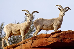 Images Dated 18th April 2010: Desert Bighorn sheep, Ovis canadensis nelsoni, Zion National Park, Utah