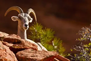 Big Horn Prints: Desert Bighorn sheep (Ovis canadensis nelsoni). Zion National Park, Utah