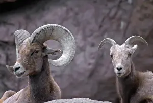 Vertebrate Prints: Desert bighorn sheep (Ovis canadensis nelsoni) ram (male) and ewe (female)