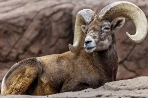 Tucson Prints: Desert Bighorn Sheep Ram at the Arizona Sonoran Desert Museum in Tucson, Arizona, USA