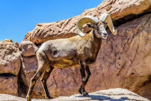 Powerful Prints: Desert Bighorn Sheep, Sonora Desert Museum, Tucson, Arizona