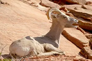 Yawning Prints: Desert Bighorn sheep yawning (Ovis canadensis nelsoni). Zion National Park, Utah