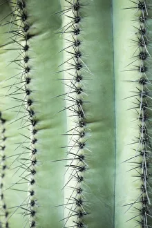 Prints of Desert cactus, Carefree, Arizona Images Dated 2019 November: Desert cactus, Carefree, Arizona